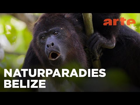 Die Natur als Verbündete | Unbekanntes Belize | ARTE Family