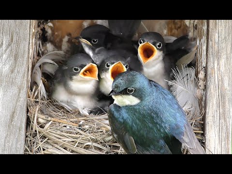 Nesting Tree Swallows