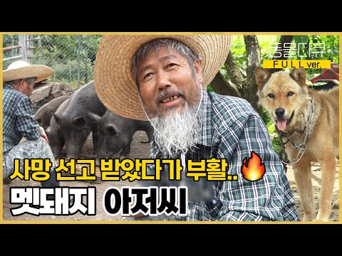 실제로 부활한 남자가 있다? 다시 살아나 멧돼지들과 대화하며 사는 아저씨 | 오 상숙 너는 내 운명 | KBS 인간극장 2019 방송