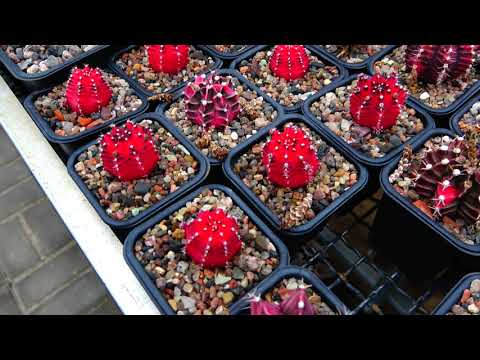 Succulents – a collection of rarities by Master Georgy Aristov. Greenhouse tour. November 5, 2020