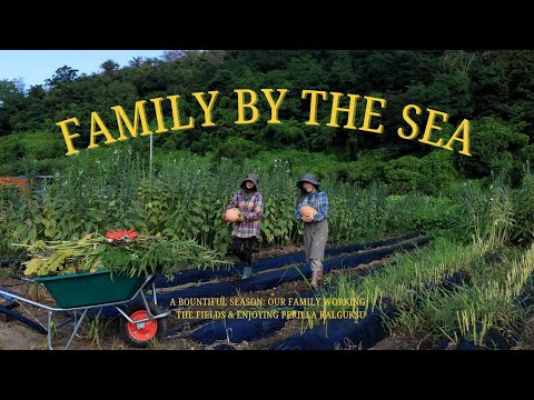 A Bountiful Season 🌶️ Family Pepper Harvest & Rainy-Day Potato Perilla Kalguksu