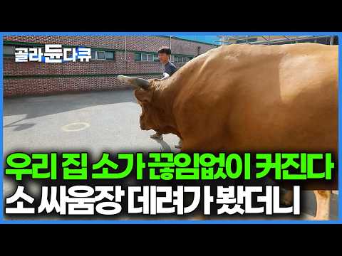 보통 소랑은 확실히 달랐다. 날이 갈수록 커지는 덩치, 주말마다 열리는 소싸움장에 데려갔더니|한국기행|#골라듄다큐