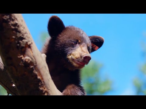 IMPOSSIBLE RESCUE: Saving Wild Bear Cubs in the Canadian Wilderness