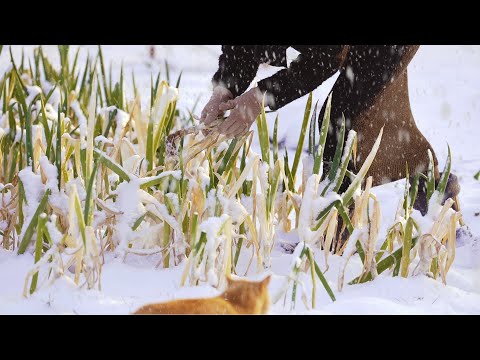 ❄️겨울 준비는 지금이 적기, 김장하고 눈 오는 겨울 텃밭 파먹는 일상☃️Winter begins, Cozy Winter Routine🪵🔥 (Making Kimchi🥬)
