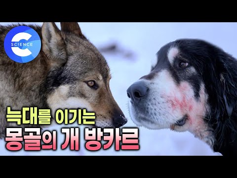 평소엔 순둥이지만 늑대가 나타나면 맞서 싸우는 용맹한 개 '방카르' | 몽골 유목민과 가축의 수호견 | 더도그 | 다큐프라임