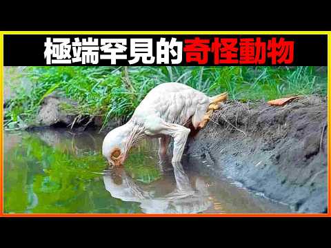 相機捕捉到震撼畫面,奇怪生物出沒,科學家驚呼這是什麼??15個極端罕見的奇怪動物,總有一個你不知道的|排名|世界之最|地球之最|獵奇|睡前故事