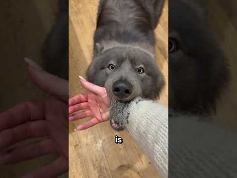 WOLF TRIES TO SHOW ME SOMETHING BY BITING MY ARM - Why do wolfdogs do this? #wolfdog