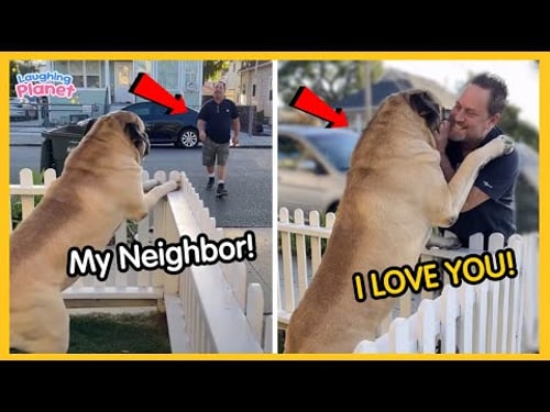 🐕👦When Your Dog Chooses the Neighbor Over You😂FUNNIEST Viral Dogs EVER!!