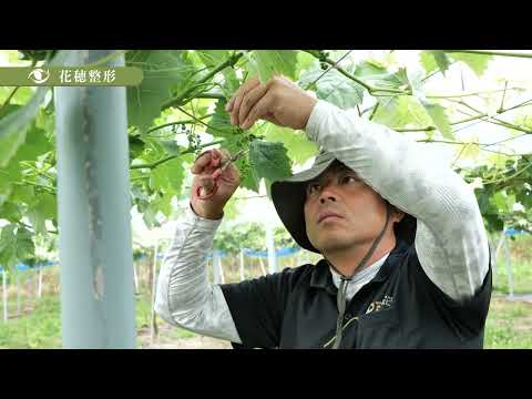 森の駅まにわ シャインマスカット