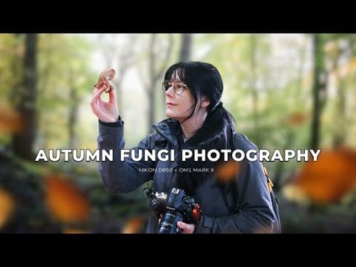 The Great Autumn Fungi Hunt