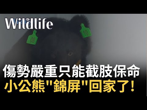 中套索的熊沒有一頭熊"熊掌"是完好的! 半數的台灣黑熊不是斷掌就是斷趾 小救傷站扛搶救國寶大任 可愛不見得是一件好事 "鳳頭蒼鷹"遭剪喙.剪爪被虐待 |【Wildlife】20240531|三立新聞台