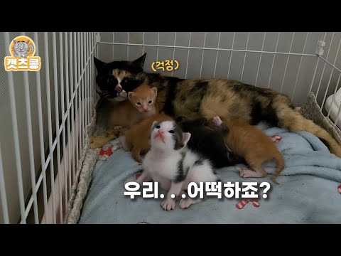 큰일이네요😐 태어난 지 일주일 된 아기고양이들 당장 데리고 나가라고 하는데.. .