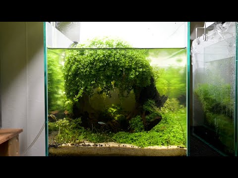 中空の木を使った水景を45cm水槽で作る