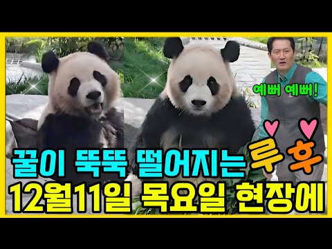 Everland Panda World 💢 Louis Hui looks so happy and cute 😍