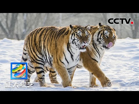 刺激!深入东北虎豹国家公园,追踪野生东北虎 | CCTV「正大综艺」