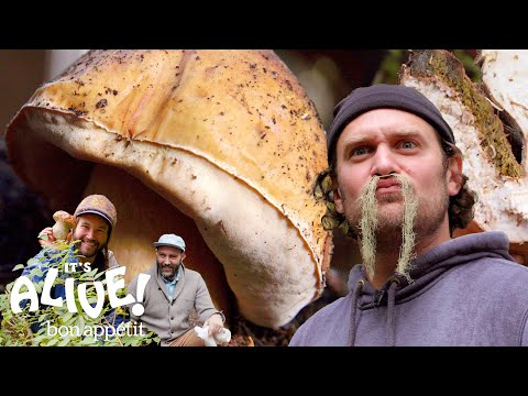 Brad Forages for Porcini Mushrooms | It's Alive | Bon Appétit