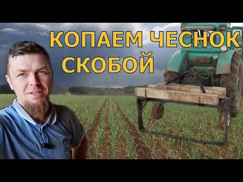 ПРОСТОЙ СПОСОБ ВЫКОПКИ ЧЕСНОКА