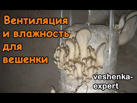 Ventilation and humidity for oyster mushrooms in small rooms. Passive-active ventilation. Series 5.