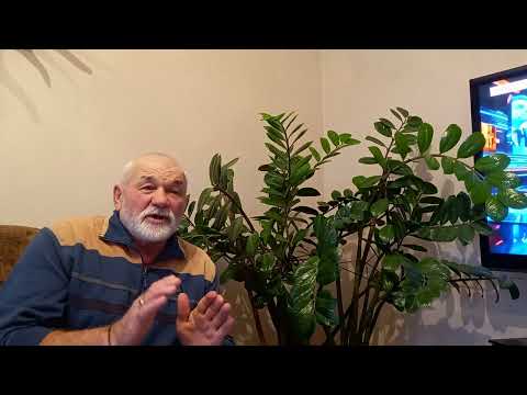 The Eternal Debate on Training Laika Puppies How to Train to Shoot