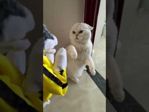 Funny Animals Videos ๐ Funniest Cats and Dogs