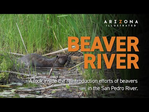 Beaver River - Beavers in Arizona and Northern Mexico