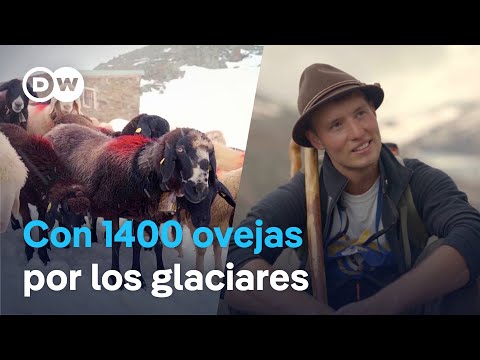Dangerous routes in the Alps - Shepherds who are not afraid of risk | DW Documentary