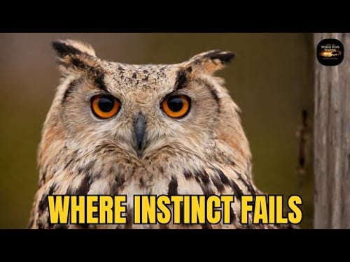 The Desert Holds Secrets Instinct Cannot Solve.