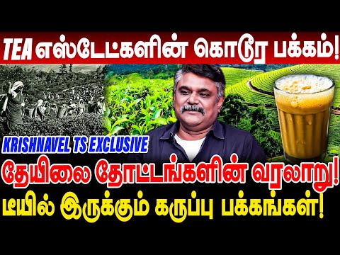 டீ எஸ்டேட்களின் கொடூர பக்கம்! வெள்ளைக்காரனின் விபரீத விளையாட்டு! krishnavel interview tea history