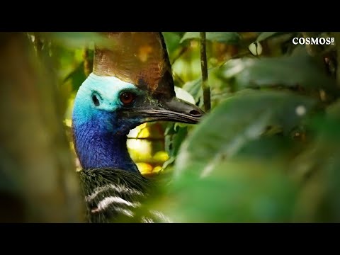 Daintree's Cassowaries – A Visual Feast by Robert Fuller
