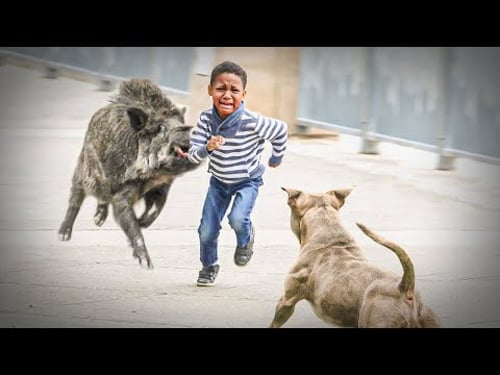 Heldenhafte Tiere, Die Gefilmt Wurden! Tiere Helfen Menschen!