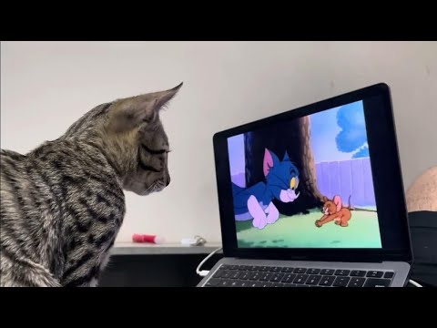Cats reacting to TV for the First Time📺🙀