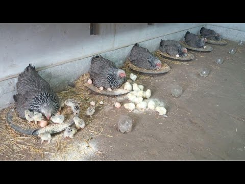 How to hatch chicks in the same place as the mother hens