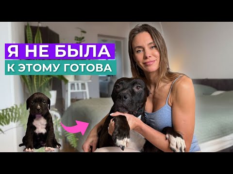 Large Dog and Small Child/Aggression, Diseases, and Training/Nutrition