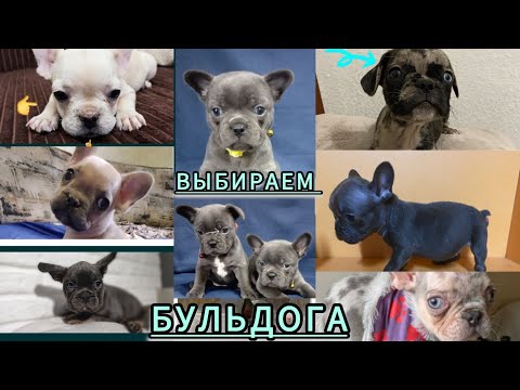 Как выбрать французского бульдога🐾