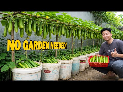 Old Plastic Buckets? Grow Cucumbers This Way… TOO MANY TO PICK!