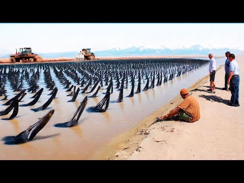 Израиль Привез Миллионы Рыб в Пустыню и Оставил на Несколько Месяцев, Результат Был Безумным