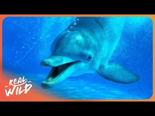 The Smartest Apex Predator in the Ocean