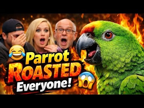 Parrots are NATURALLY Sassy But This One Takes Roasting to a NEW LEVEL
