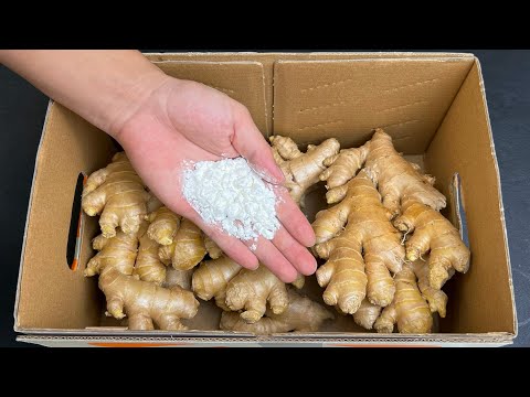 Tips for Ginger Preserve❗Easy Steps to keep ginger good for long time 😋 Keep Ginger fresh for long