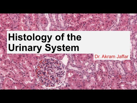 Histology of the urinary system + Anki flashcards
