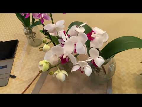Follow-Up to a Comparison of Two Store-Bought Phalaenopsis Orchids - W19 and W20