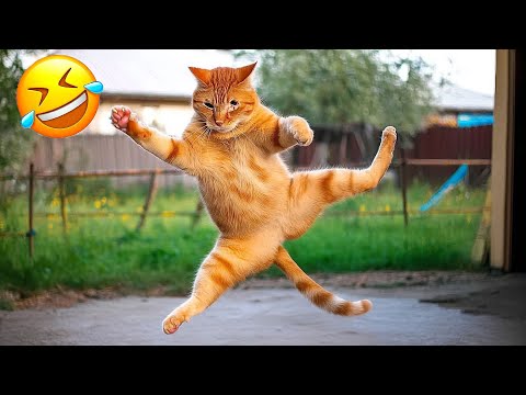 Funniest Animals Videos 😹🐶 Very Funny Cats & Dogs 2025 🤣 Part 5