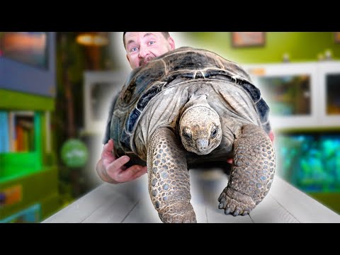 INCREDIBLE TORTOISES YOU SHOULD KNOW!