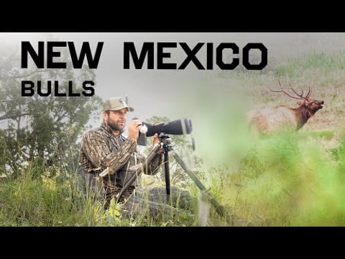 Bulls EVERYWHERE!! | New Mexico Rifle Elk Hunt