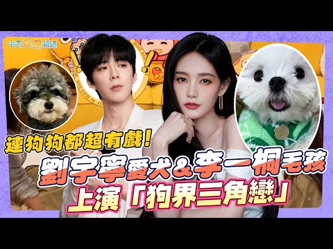 【撩星聞】連狗狗都超有戲!劉宇寧愛犬&李一桐毛孩上演「狗界三角戀」 | 毛雪汪