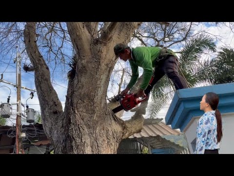 Cưa cây me Chua khô , Rất khó , Nhiều nhà , Nhiều dây điện . Cưa cây kỷ thuật cao