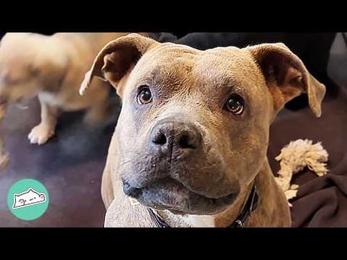 Mama Dog Thanks A Woman For Saving Her Puppies | Cuddle Buddies