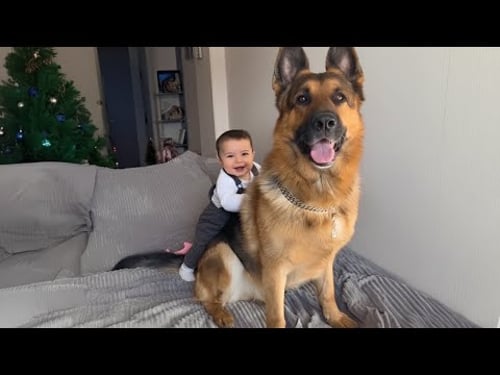 When Big Dogs Prove They’re the Best Bodyguards 🐶💪🛡️