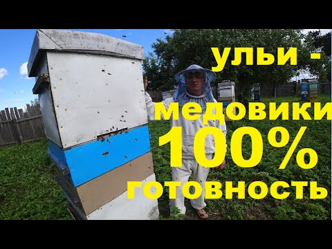 150 Семей Медовиков. Как я Подготовился к Главному Взятку.