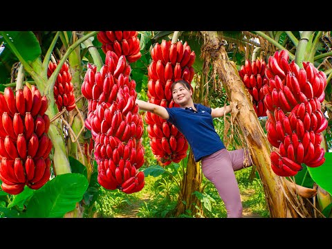 Harvesting Rare Red Banana & Making Banana Cake – SOLD OUT in Minutes!